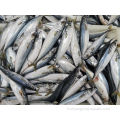 Nouveau atterrissage surgelé Pacific MacKerel Fish 200-300g